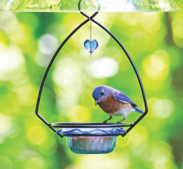 wild birds unlimited bluebird feeder